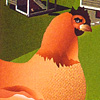 a-chicken-in-every-yard