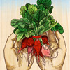 aijung-kim-radishes-print