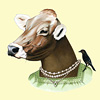 berkley-ms-cow