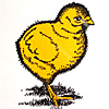 chick-is-the-new-chic-print