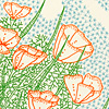 jill-196-california-poppies-ca