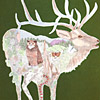 jill-208-wapiti-elk-meadow