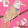 jill-214-northern-flicker-card