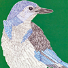 jill-215-scrub-jay-card