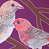 jill-219-purple-finch-couple