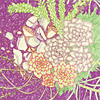 jill-221-hen-and-chicks-card