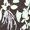jill-224-beans-and-peas-card