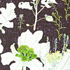 jill-225-broccoli-alyssum-card
