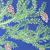 jill-227-douglas-fir-card