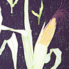 jill-229-corn-card