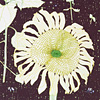 jill-230-sunflower-card