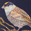 jill-240-golden-sparrow