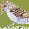 jill-241-pine-siskin
