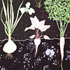 jill-242-onion-beet-carrot-card