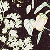 jill-243-cilantro-pepper-card