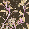jill-271-variegated-sage