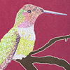 Anna's Hummingbird