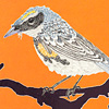 Yellow Rumped Warbler