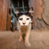 mike-matas-ally-cat