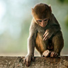 mike-matas-baby-monkey