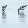 mike-matas-birds-on-beach