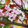 mike-matas-cherry-blossoms