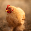 mike-matas-chicken
