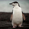 mike-matas-chinstrap-penguin
