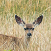 mike-matas-deer-in-grass