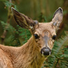 mike-matas-deer
