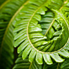 mike-matas-fern