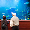 mike-matas-fish-tank