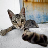 mike-matas-greek-street-cat