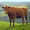 mike-matas-holy-cow