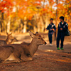 mike-matas-japan-deer