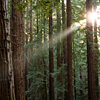 mike-matas-muir-woods