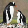 mike-matas-penguins