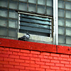 mike-matas-pigeon