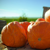 mike-matas-pumpkins