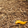 mike-matas-slug