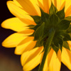 mike-matas-sun-flower