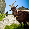 mike-matas-swiss-goats