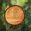 mike-matas-tree-crosssection