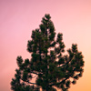 mike-matas-tree