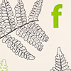 nik-bresnick-f-is-for-fern-print