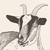 nik-bresnick-g-is-for-goat-print
