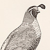 nik-bresnick-q-is-for-quails-print