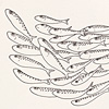 nik-bresnick-s-is-for-sardines-print