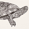 nik-bresnick-t-is-for-tortoise-print