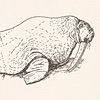 nik-bresnick-w-is-for-walrus-print